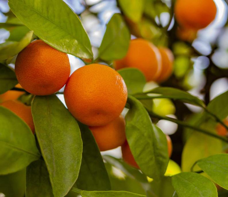 Natural Marmalade - MANDARIN
