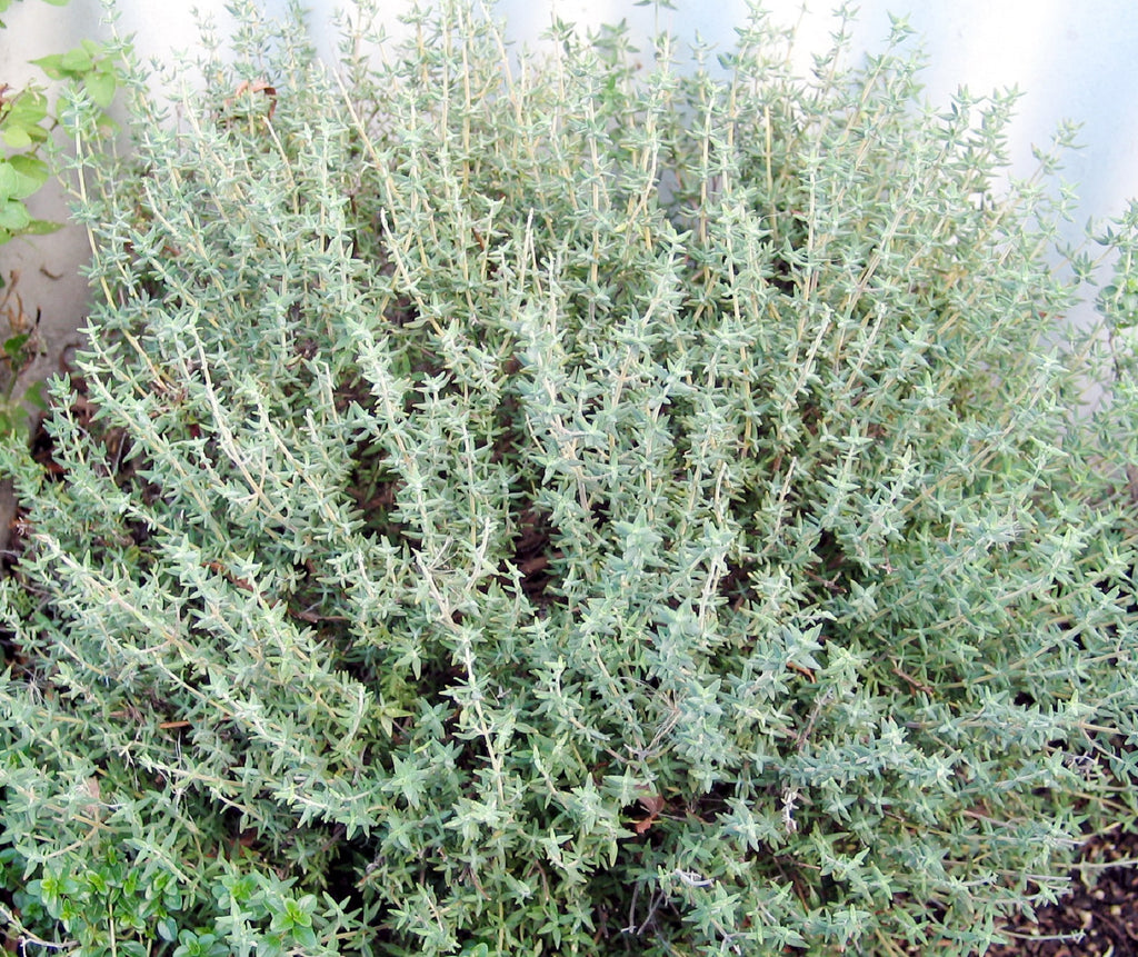 Greek Thyme 25g
