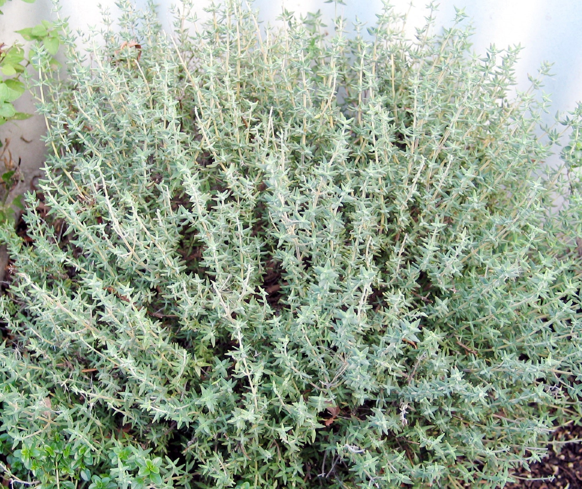 Greek Thyme 25g