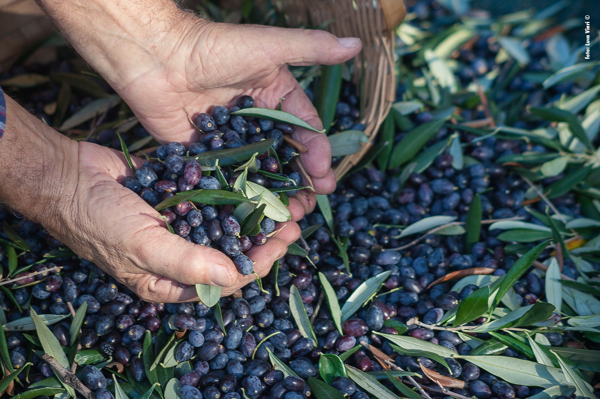 Authentic Black Salty Olives from Lesvos Island-Greece